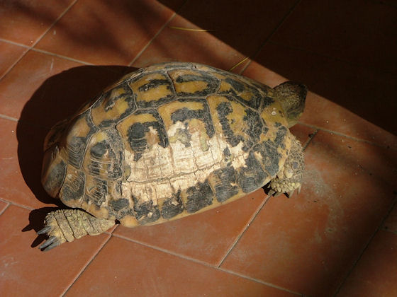 Povera Murgia, maledetti cinghiali alloctoni, che si cibano (anche) di rettili!